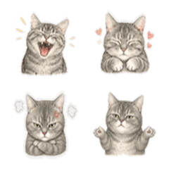 Sesame meow meow