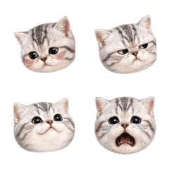 Tabby Kitten Emoji Many Moods