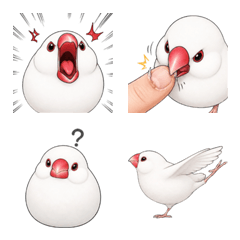 もちもち文鳥の日常