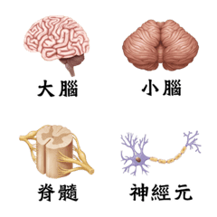 3D人體器官與解剖學圖鑑