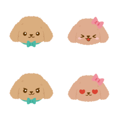 Toy Poodle Dog