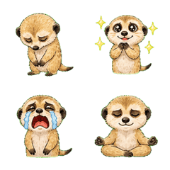 Tiny Meerkat!