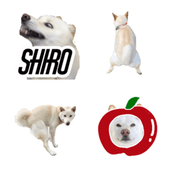 Shibainu SHIRO,2