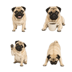 Busa-Kawa Pug Emoji