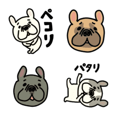 cute cute cute french bulldog