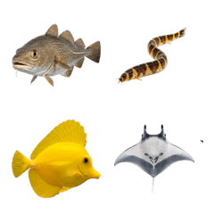 Real Fish Gestures Emoji