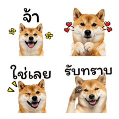 อิโมจิหมาชิบะ ใช้บ่อย