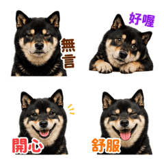 黑柴直球回覆