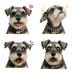 Side-Eye Salt Schnauzer