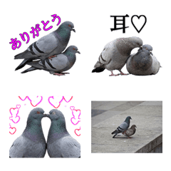 Squeak! Pigeons in love