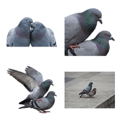 Pigeons in love