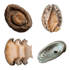 Abalone live action
