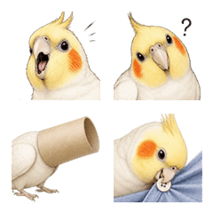 Life with a Cockatiel