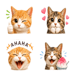 Cats Full of Expressions