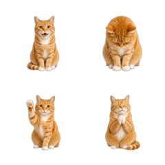 Orange Tabby Cat Animated Emoji