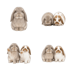 Floppy-Ear Rabbit Animated Emoji