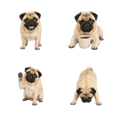 Busa-Kawa Pug Animated Emoji