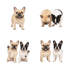 French Bulldog Duo Animated Emoji