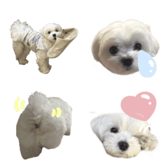 ゆけ！ぺちまる！