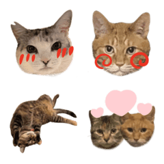 pjadwtpgadmujd