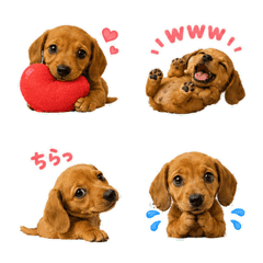 Smooth Red Dachshund Puppy Emoji 10