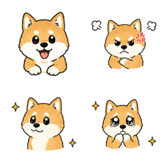 柴犬日常表情