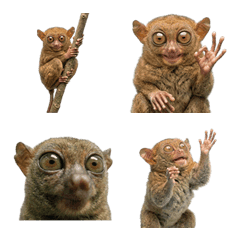 tarsier live action