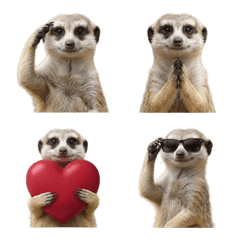 Realistic Meerkat Emojis
