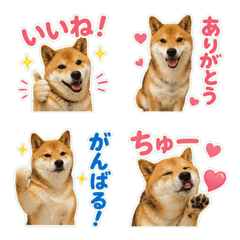もふもふ柴犬のきもち日和