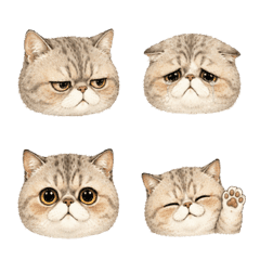Exotic Shorthair-cute
