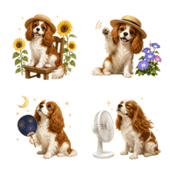 Summer! Cavalier King Charles Spaniel