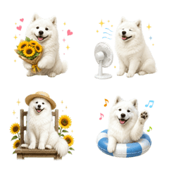 Summer! Samoyed