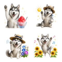 Summer! Siberian Husky