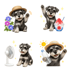 Summer! Schnauzer puppy
