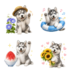 Summer! Siberian Husky puppy
