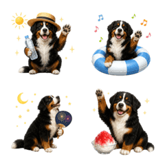 Summer! Bernese Mountain Dog
