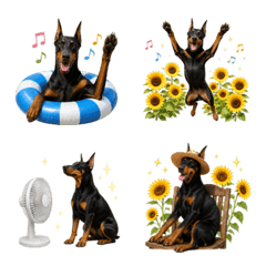 Summer! Doberman