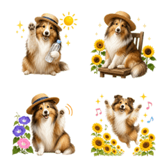 Summer! Sheltie
