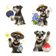 Summer! Schnauzer