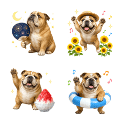 Summer! Bulldog