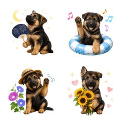 Summer! German Shepherd puppy