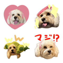 pgjaemwttpgjadmukd