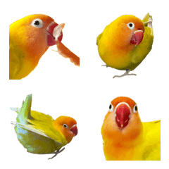 ぽてっと♡ボタンインコ絵文字②