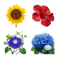 Cute flowers of the four seasons