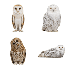 Photoreal Owls of the World