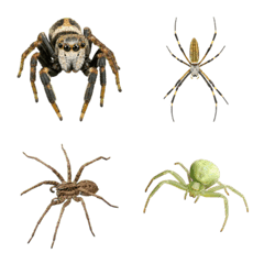 Photoreal Spiders of the World