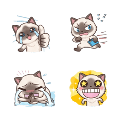 agdoll cat is so cute B2