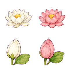 Hasu no Nakamura Vegetable Flowers