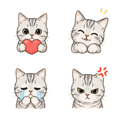 American Shorthair Momo emoji1