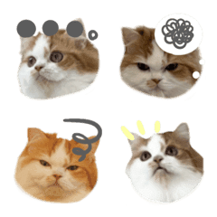 pjadmtpgadmujem